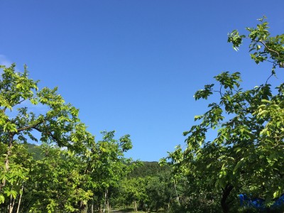 ７月中旬の柿畑と青空
