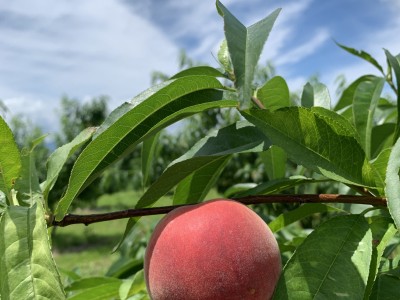 桃の収穫終了からの…
