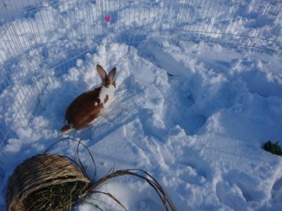 ふかふか雪にはしゃぐウサギ