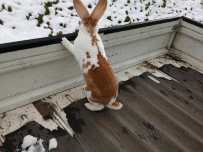 人生初の雪にはしゃぐウサギ